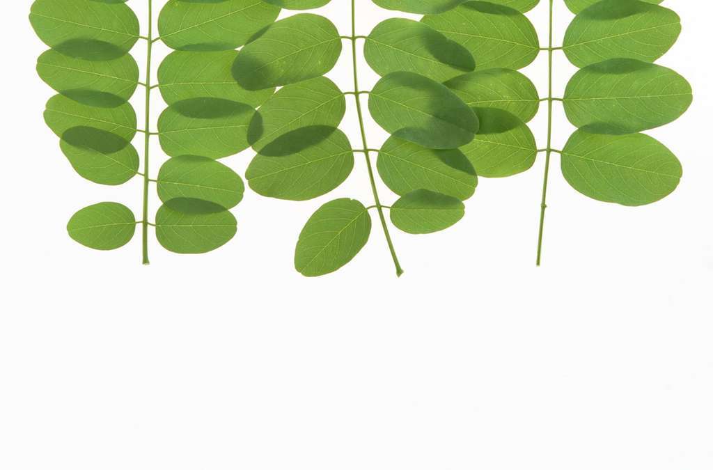【本作品下载内容为:"植物的叶子背景叶脉绿草叶芽绿叶素材"模板,其他内容仅为参考,如需印刷成实物请先认真校稿,避免造成不必要的经济损失。】 【声明】未经权利人许可,任何人不得随意使用本网站的原创作品(含预览图),否则将按照我国著作权法的相关规定被要求承担最高达50万元人民币的赔偿责任。