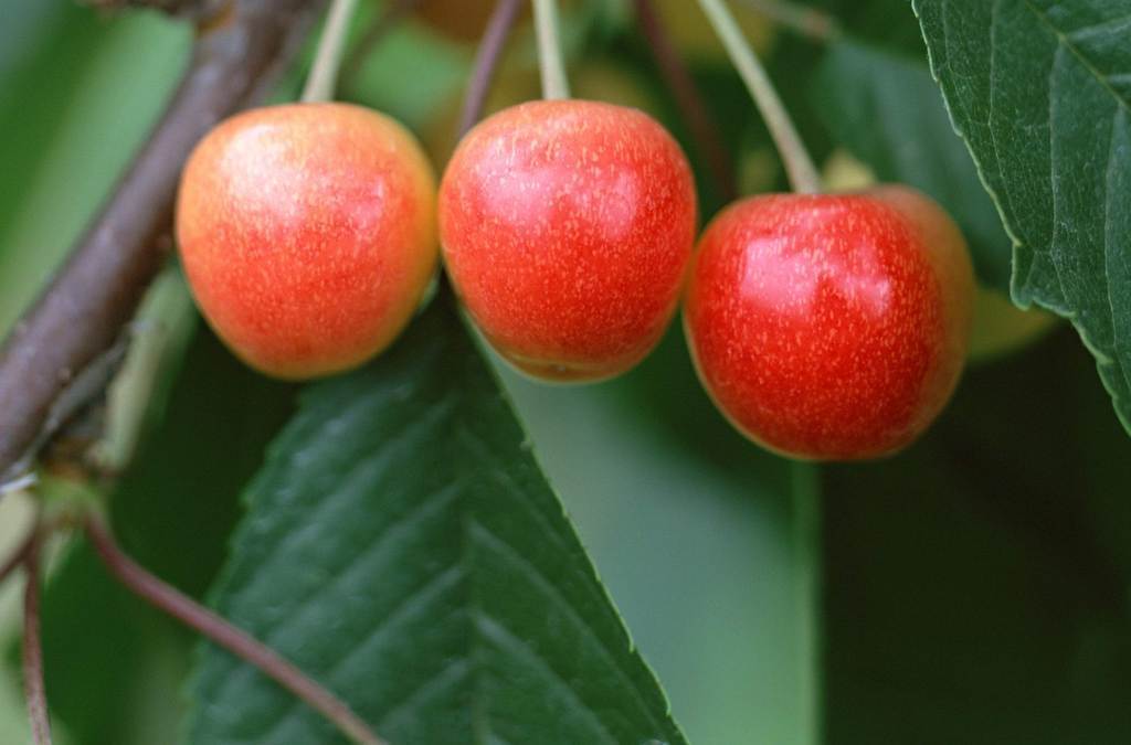 樱桃高清图片 16020704-6e98d105bdebaa5a6001388f387c11fa-1.jpg