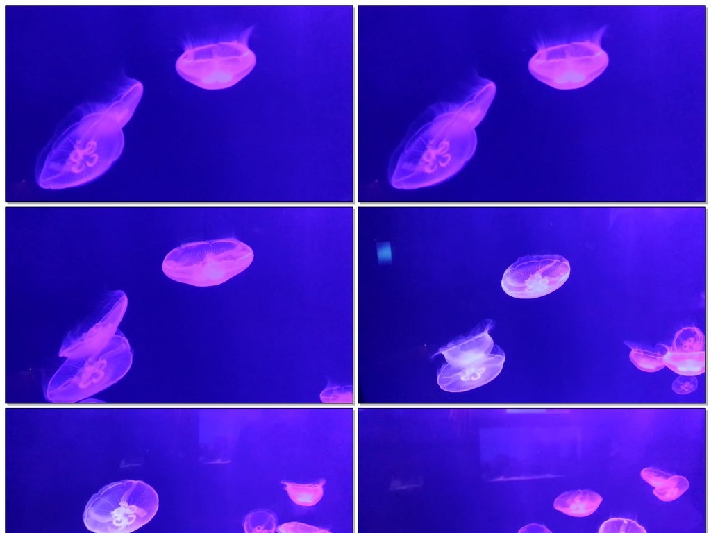 水母世界视频 16039755-a6bb229e7155930a5b9afade7b9c4be3-0.jpg