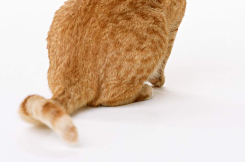 小猫视频可爱全部 16043872-8dbe81d18bf32405611d6ed4a1f565f2-1.jpg