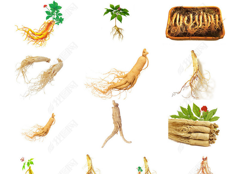 高丽参生晒参红参人参免抠图透明素材2图片下