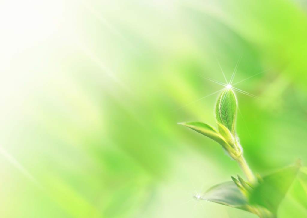 绿叶是什么呀 16119639-db486c8b0c791f2512889b61e08f7a87.jpg