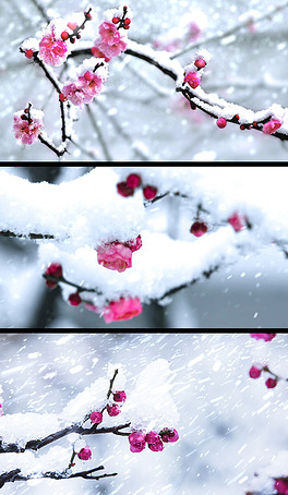 雪中红简谱_雪中红梅图片