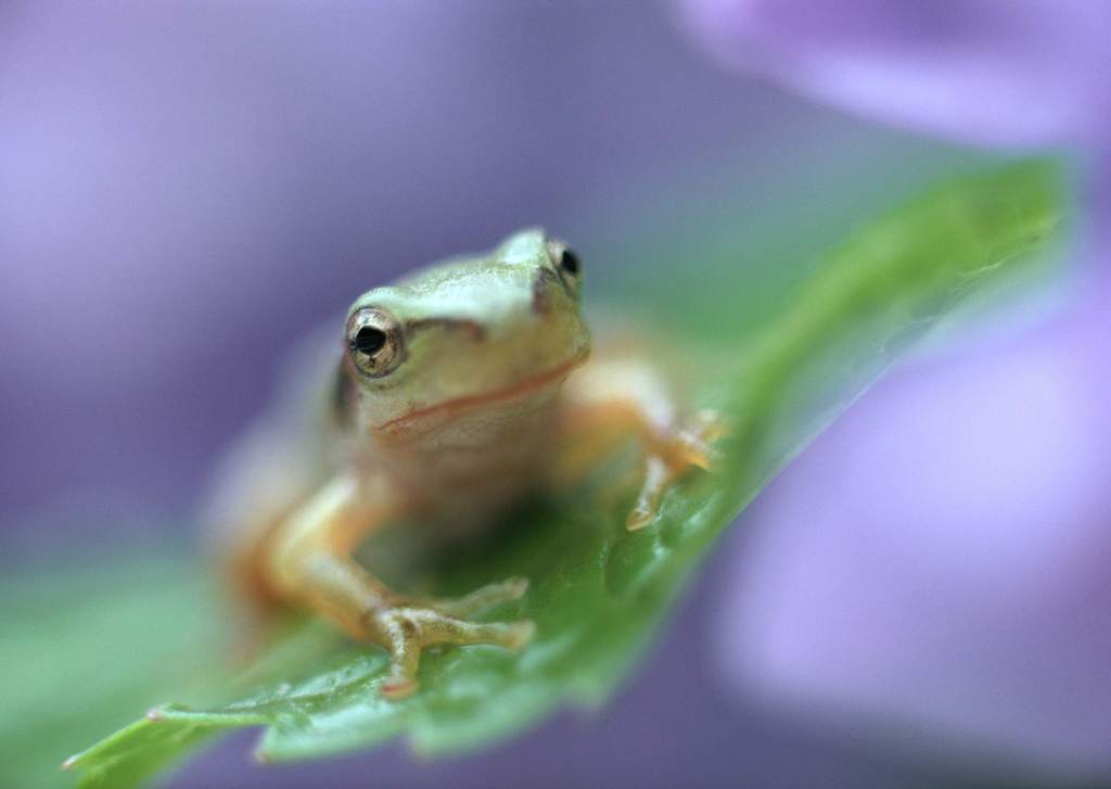 青蛙的图片大全高清 16174811-9a6ef7c7c34eab7c74f4eaf45ae7f437.jpg