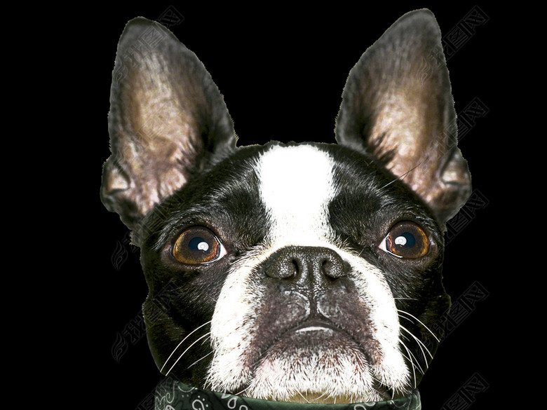 杜嘉班纳狗图案T恤卫衣印花素材图片下载psd