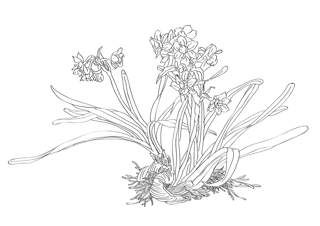 水仙花线描白描黑白画花卉线描