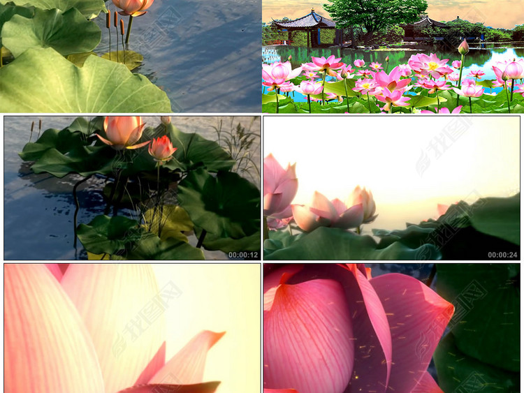 出水莲LED背景视频素材