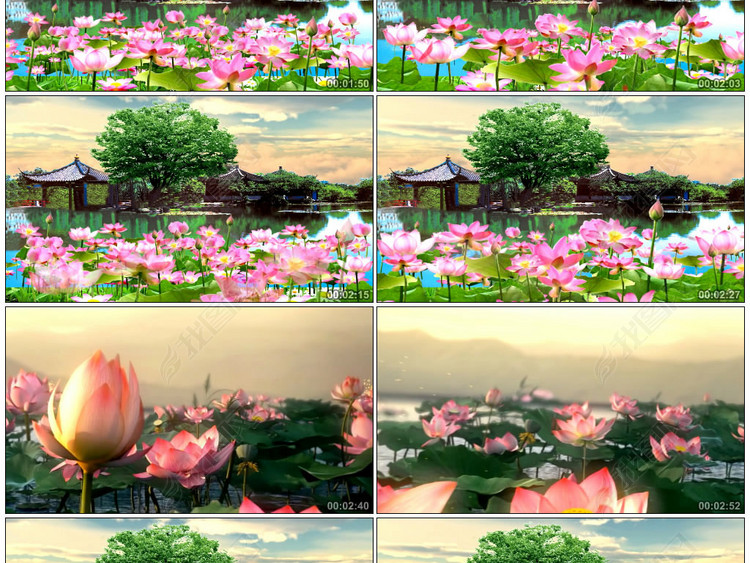 出水莲LED背景视频素材