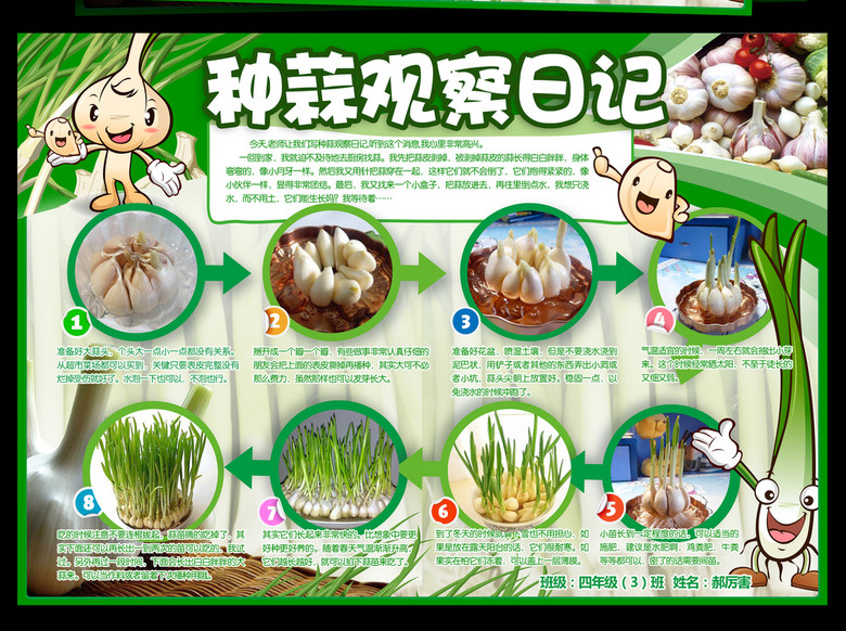 电子小报模板植物生长小报-大蒜(图片编号:163