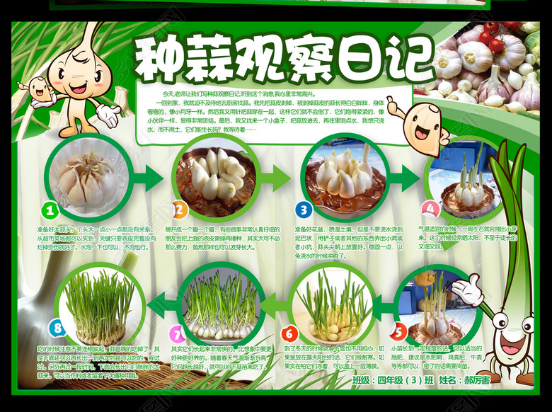电子小报模板植物生长小报-大蒜图片下载psd素