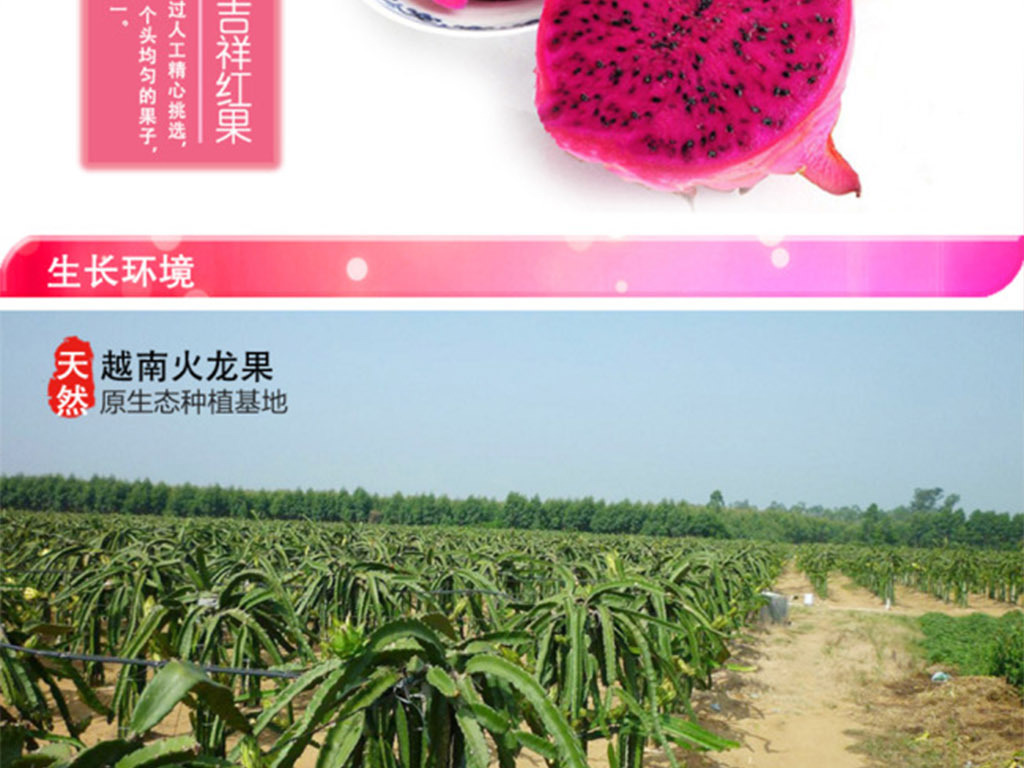 淘宝天猫红心火龙果详情页PSD描述模板