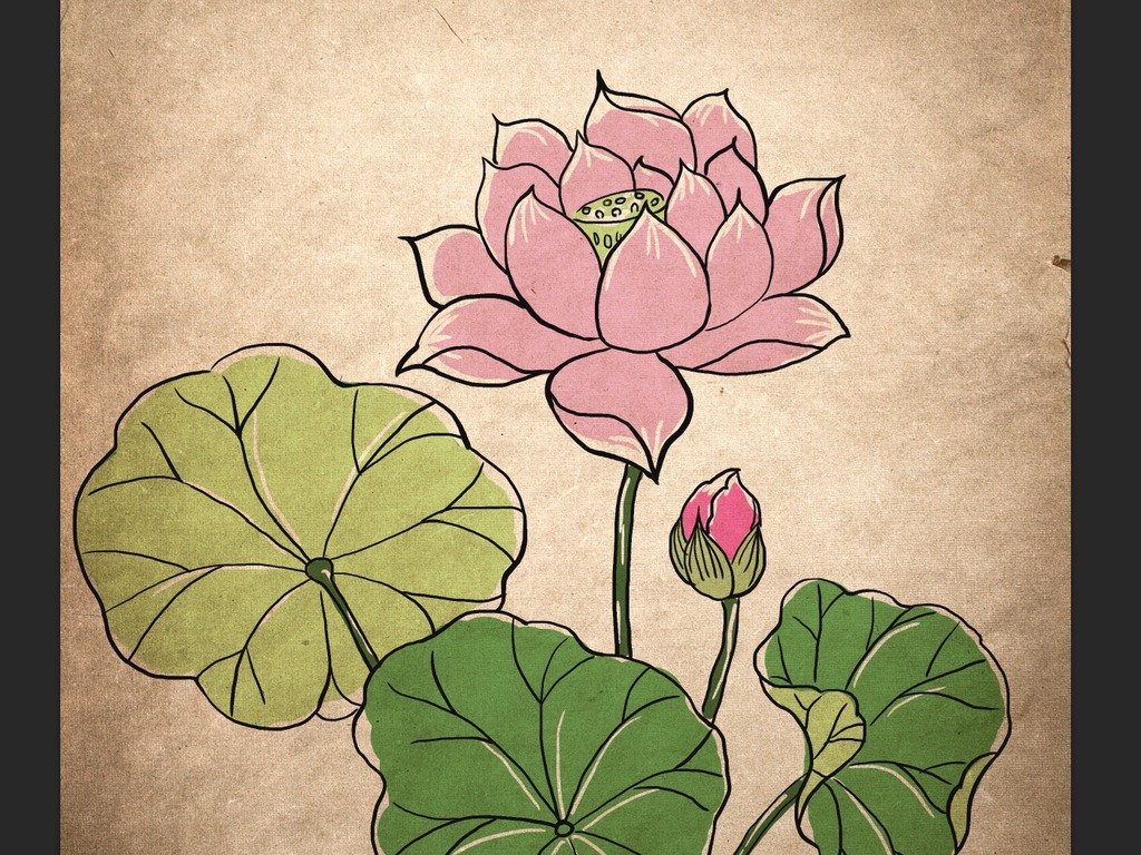 白描手绘荷花上色复古画