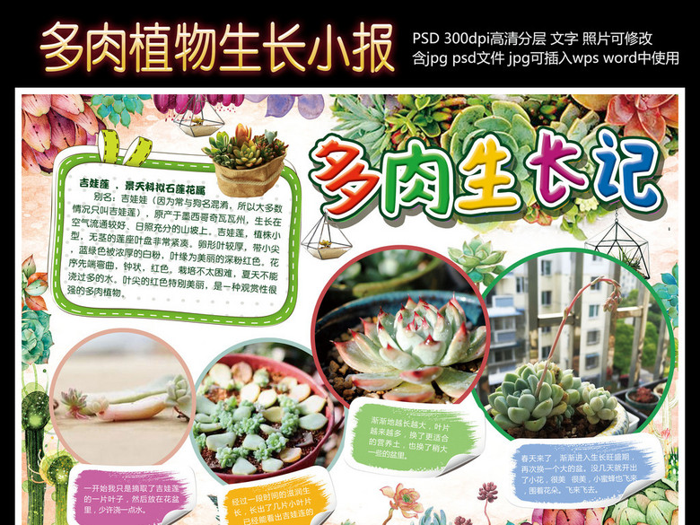 多肉植物生长小报电子小报(图片编号:1641383