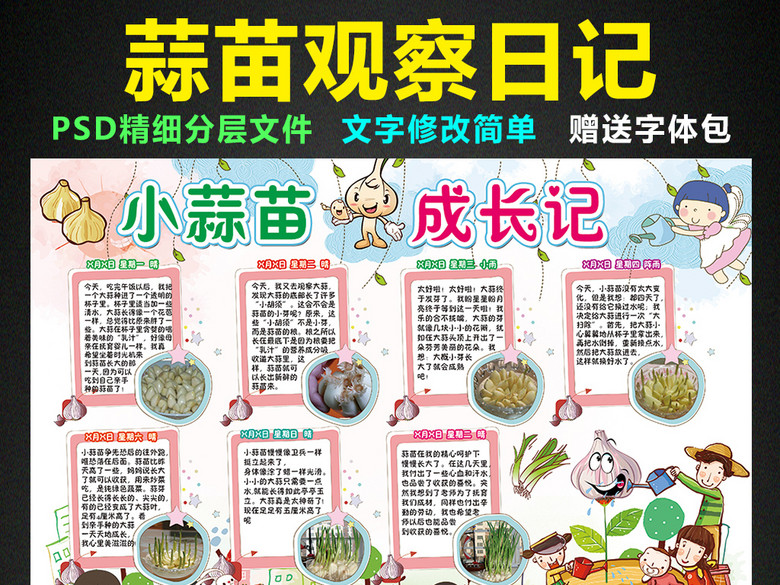 大蒜成长日记小报植物生长手抄报电子小报(图