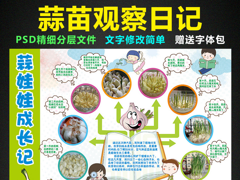 大蒜成长日记小报植物生长手抄报电子小报(图