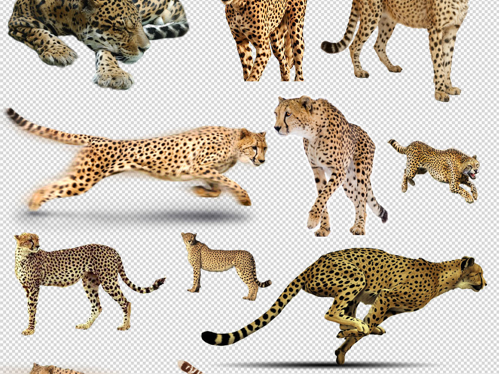 奔跑的猎豹非洲大草原野生动物豹子图片素材