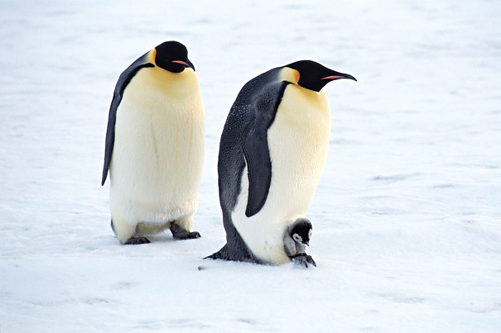 冰河冰川企鹅素材80095图片 psd模板下载 17.30MB 动物大全 自然 