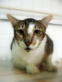 美丽可爱的猫猫爪小猫黑猫可爱猫动物猫图片素