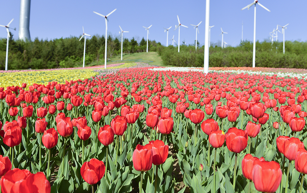 红色郁金香花海图片素材(图片编号:16473799