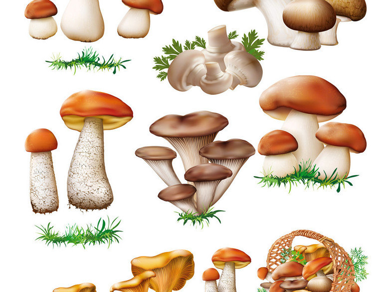 高清卡通蘑菇手绘蘑菇png矢量素材(图片编号: