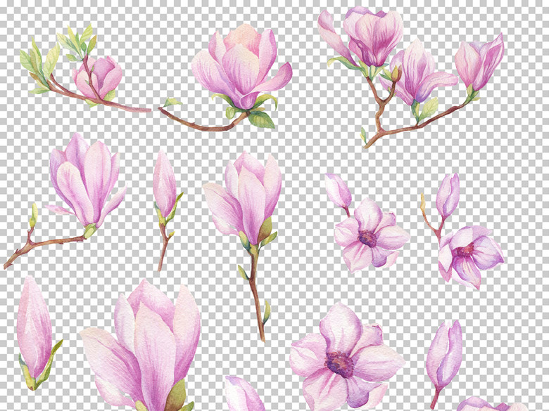 手绘水彩花卉花束叶子PNG免扣玉兰素材(图片