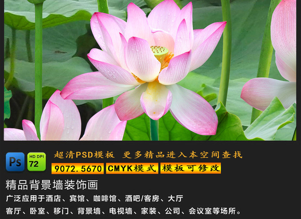 荷塘图片大全清晰 16532452-81b8d7104458285d0ee1e6c1c24eb188-8.jpg