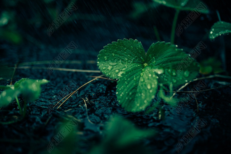 雨中小草图片下载素材