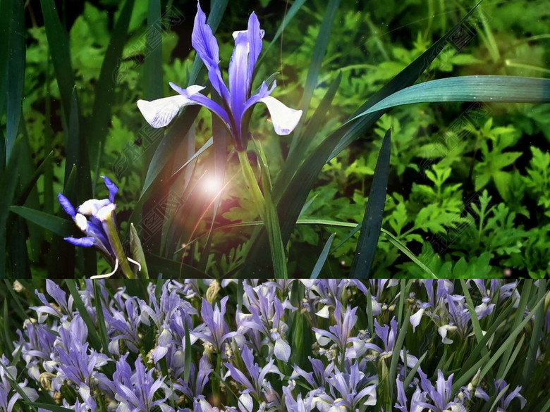 歌曲马兰花腾格尔配乐成品(图片编号:1657383