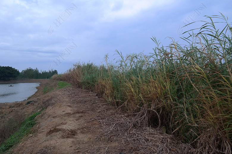 沙仔岛上的养鱼鱼塘芦苇荡围垦河提图片下载素