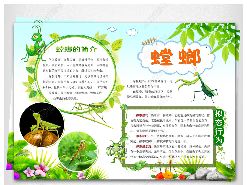 word模板电子手抄报动物小报昆虫螳螂