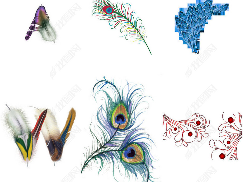 孔雀羽毛凤凰羽毛动物羽毛鸟类郁羽毛1(图片编