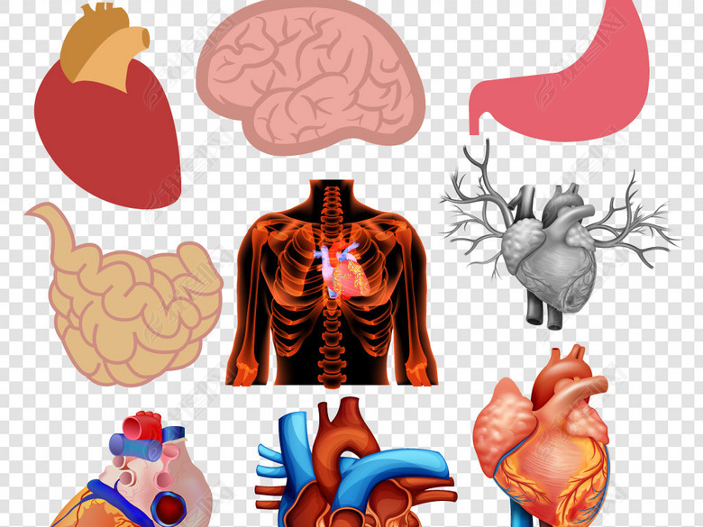 人体器官内脏医疗元素PSD素材图片下载psd素