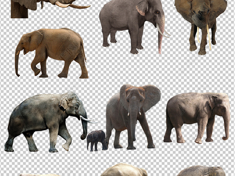 泰国旅游度假大象图片宣传海报素材(图片编号