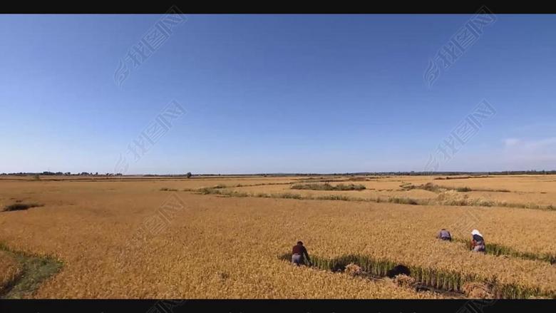 南泥湾郭兰英视频成品配乐(图片编号:1682687