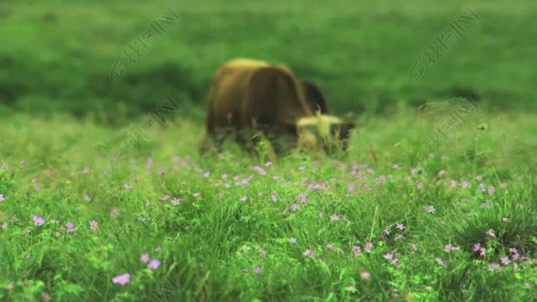 南泥湾郭兰英视频成品配乐(图片编号:1682687
