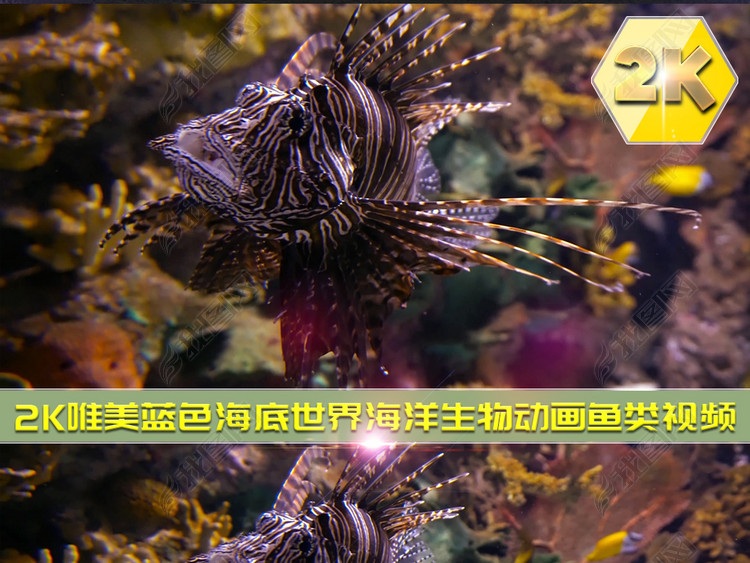 2K唯美蓝色海底世界海洋生物动画鱼类视频