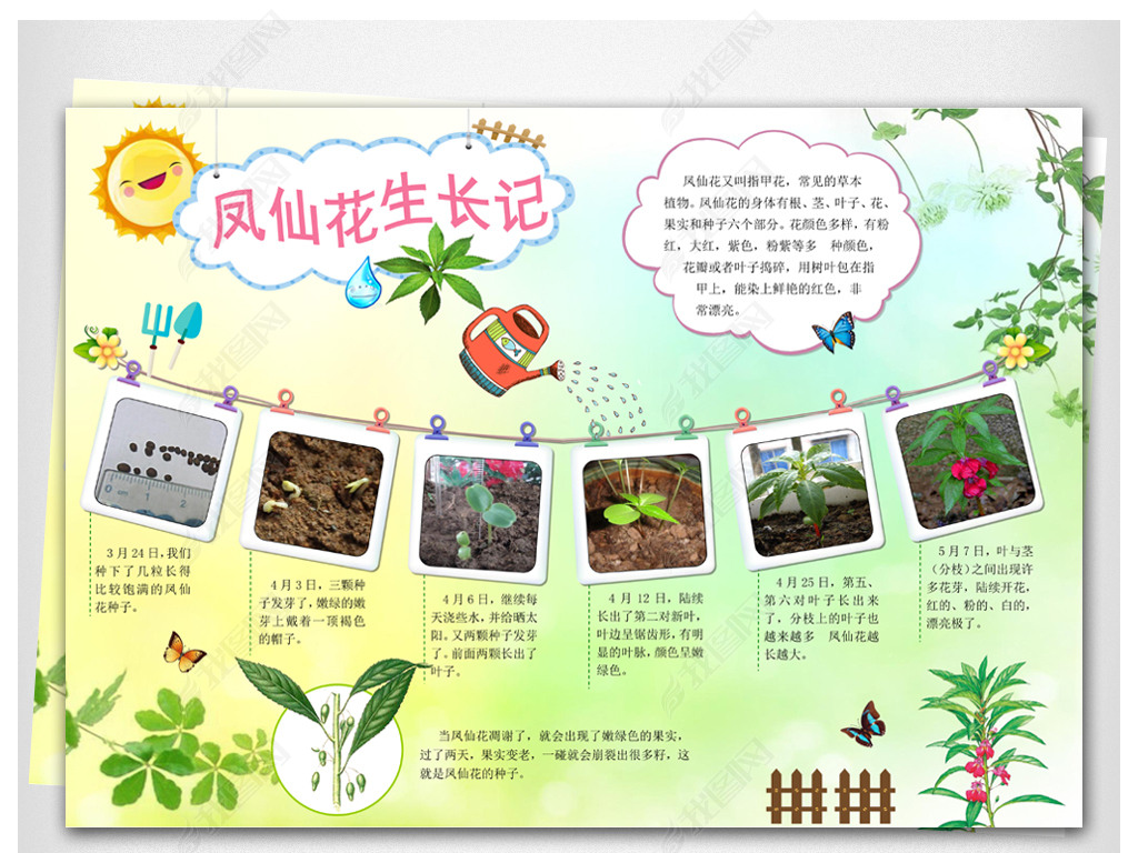 word模板电子小报凤仙花植物生长小报下载-编号16858916-科学手抄报