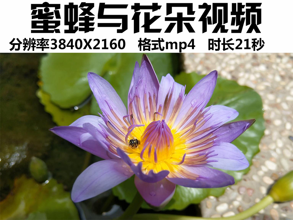 蜜蜂视频大全最新 16873634-741e301171740a89bf6e0db147051399.jpg
