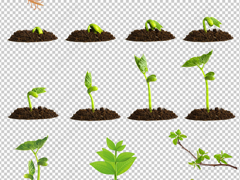 绿色春天种子发芽嫩芽小草树苗PNG素材(图片