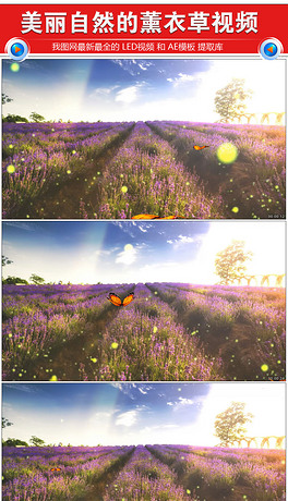 樱花草歌曲配乐成品