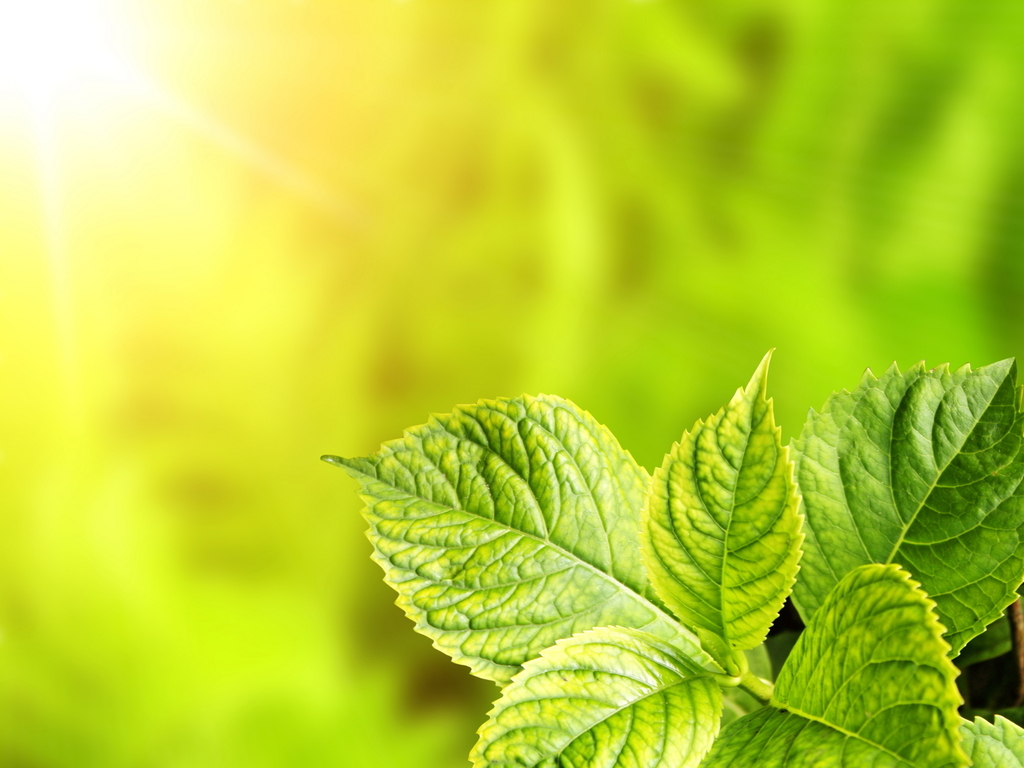 绿叶植物大全图片 16917272-e16ce2e83fbc269a04f1cca59569bb91-0.jpg