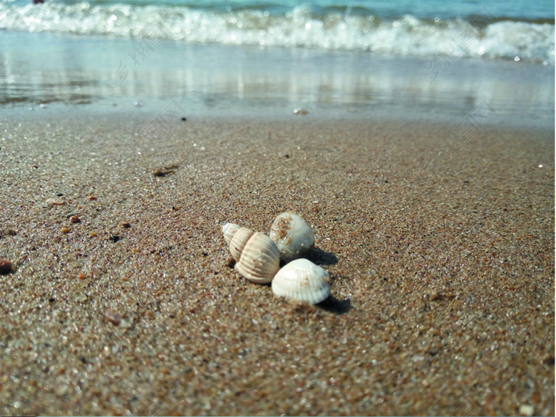 20170903海边贝壳北戴河旅游沙滩贝壳图片下