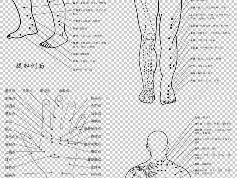 人体穴位解刨示意图经脉位置分布图免扣素材图
