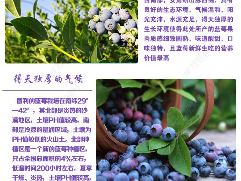 淘宝天猫水果蓝莓详情页描述模板(图片编号:1