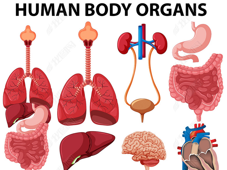 人体器官内脏矢量插图图片下载eps素材