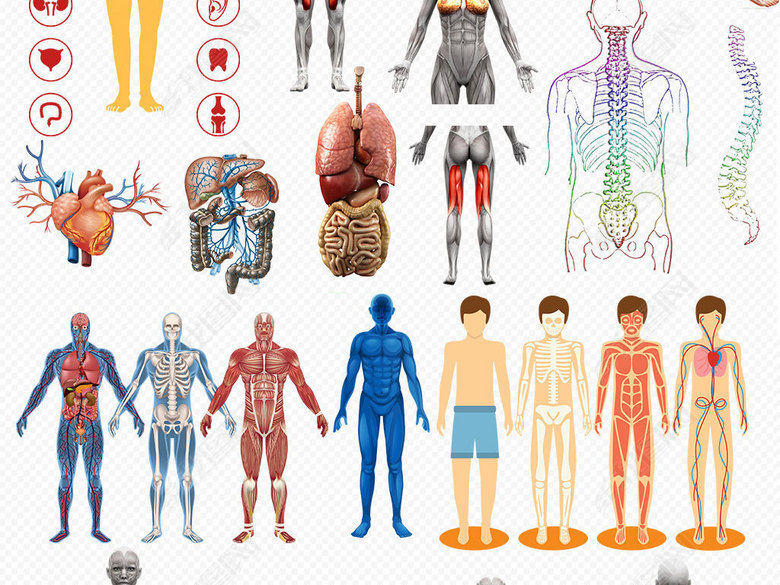 人体肌肉器官分布图PNG透明背景免扣素材图