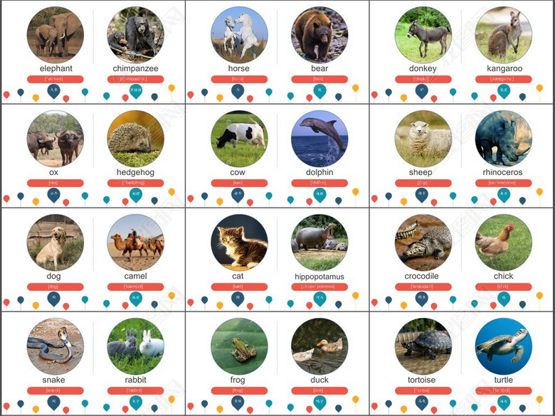 幼儿动物的英语单词大全词汇音标发音配图(图