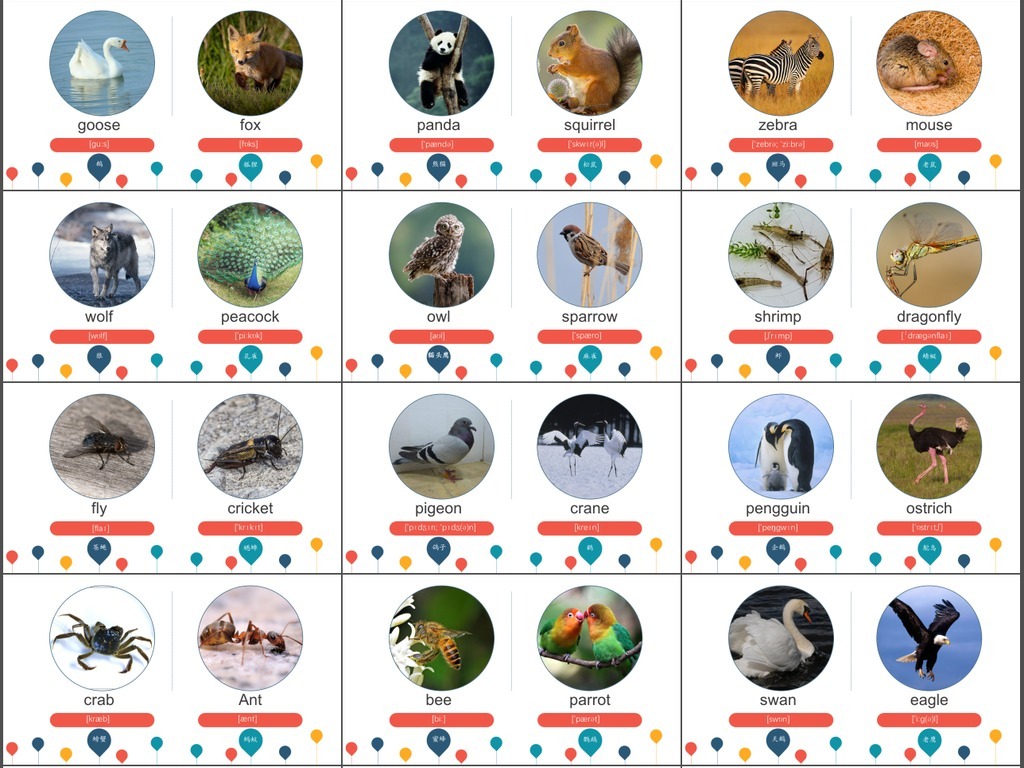 幼儿动物的英语单词大全词汇音标发音配图模板