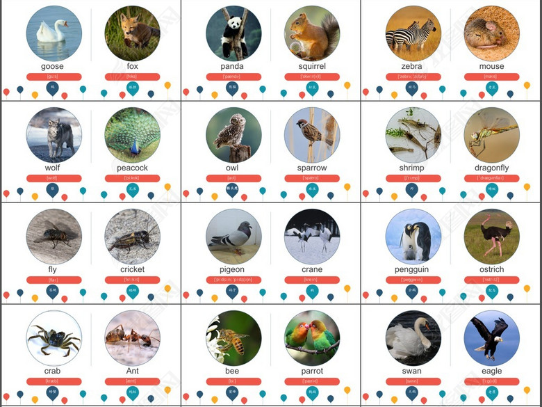 幼儿动物的英语单词大全词汇音标发音配图(图