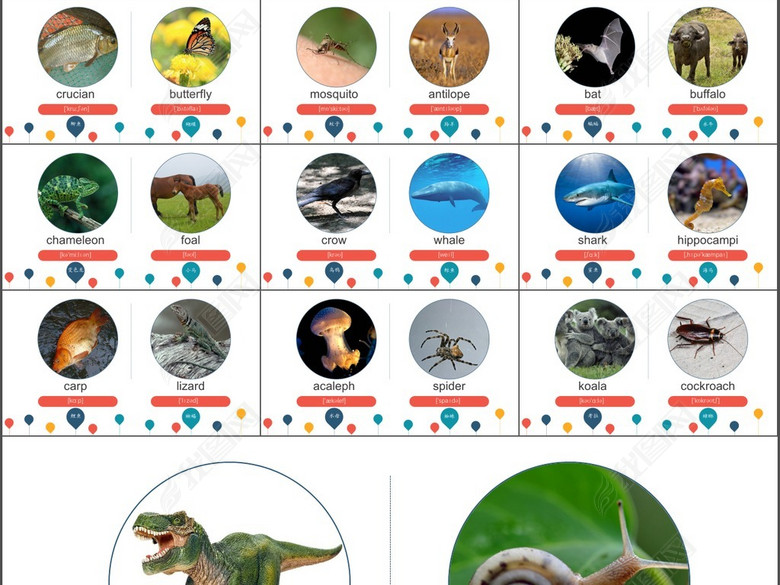 幼儿动物的英语单词大全词汇音标发音配图(图
